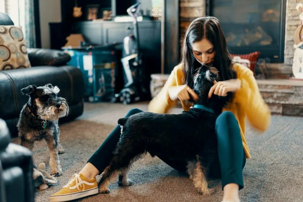 Miniature Schnauzer