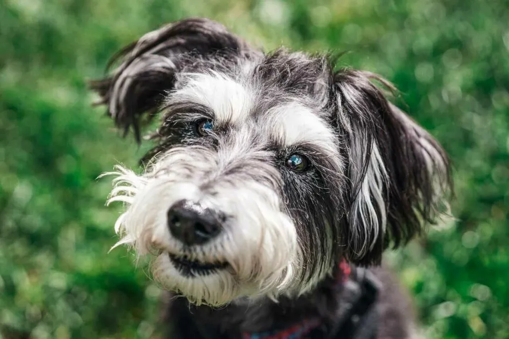 Miniature Schnauzer