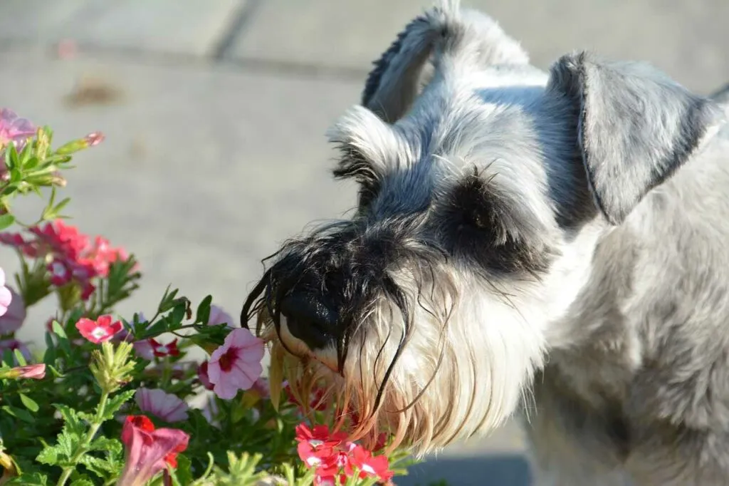 Miniature Schnauzer