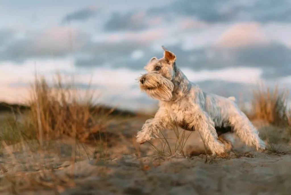 Miniature Schnauzer