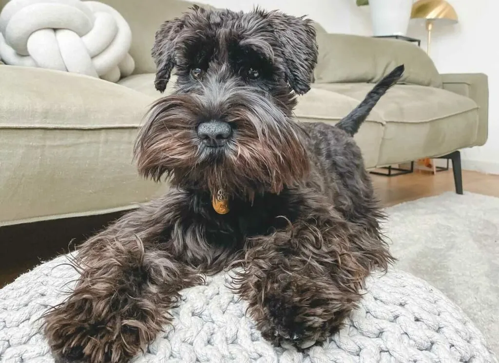 Miniature Schnauzer