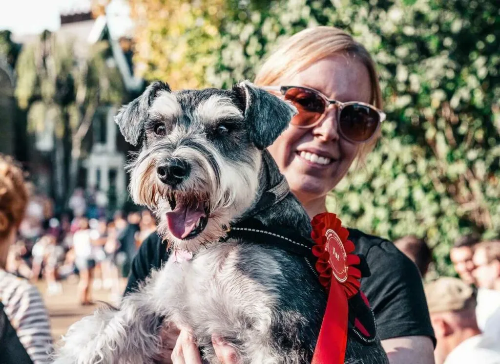 Miniature Schnauzer