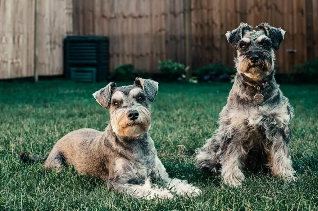 Miniature Schnauzer