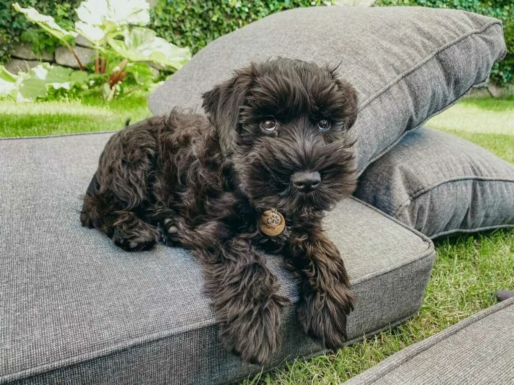 Miniature Schnauzer