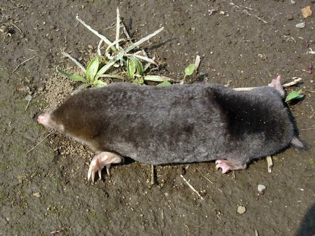 Mole