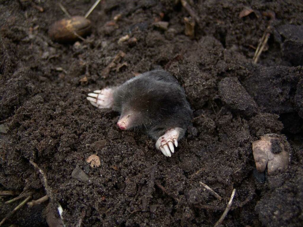 Mole