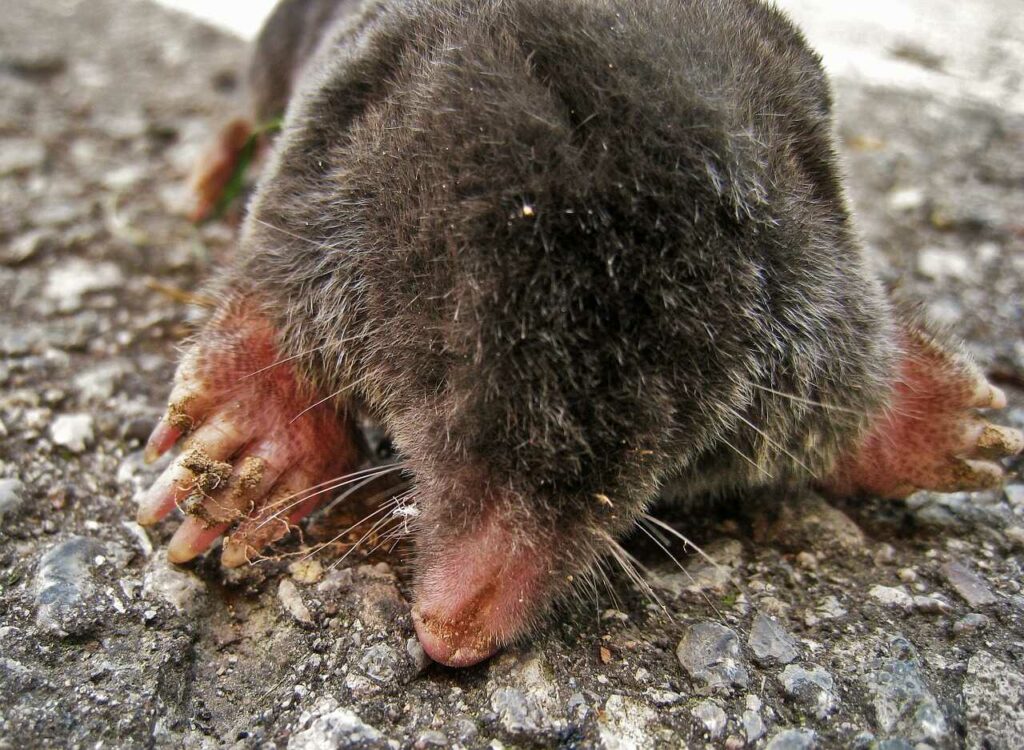 Mole