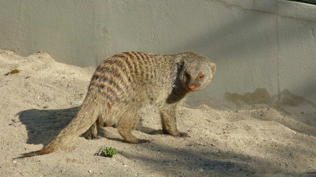 Mongoose