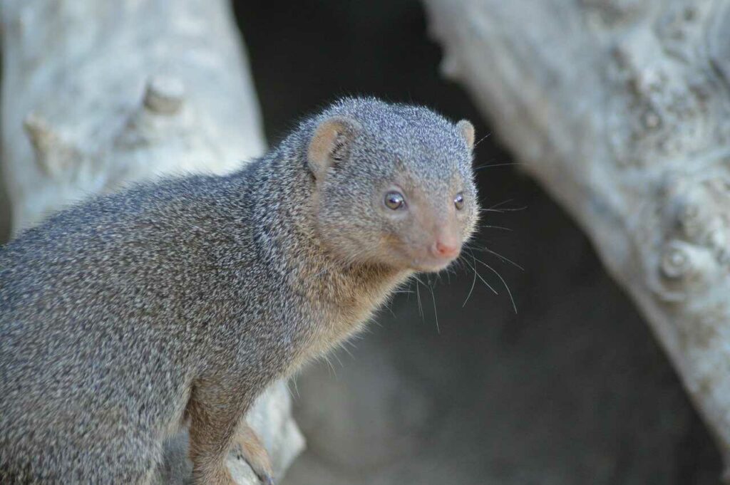 Mongoose