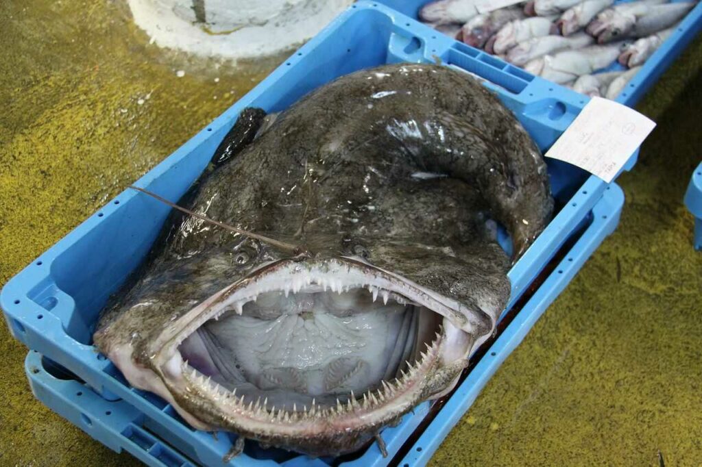 Monkfish