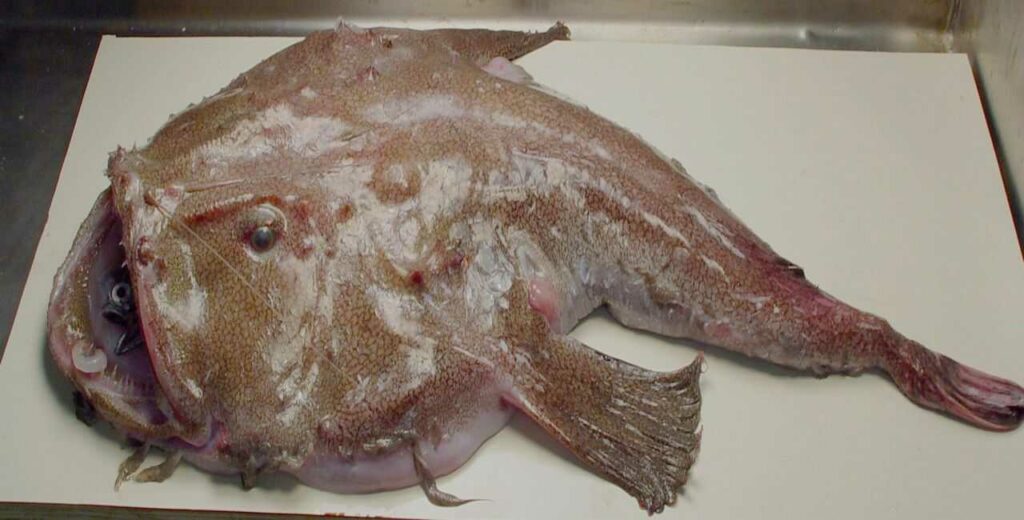 Monkfish