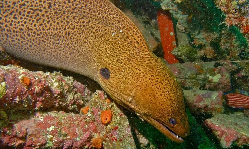 Moray