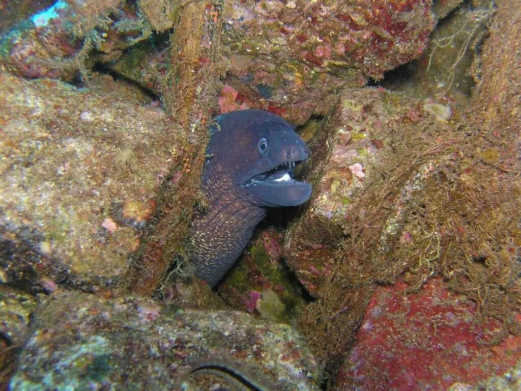 Moray