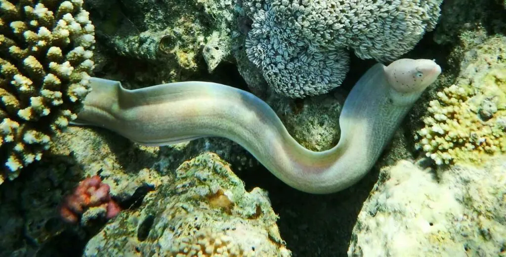 Moray