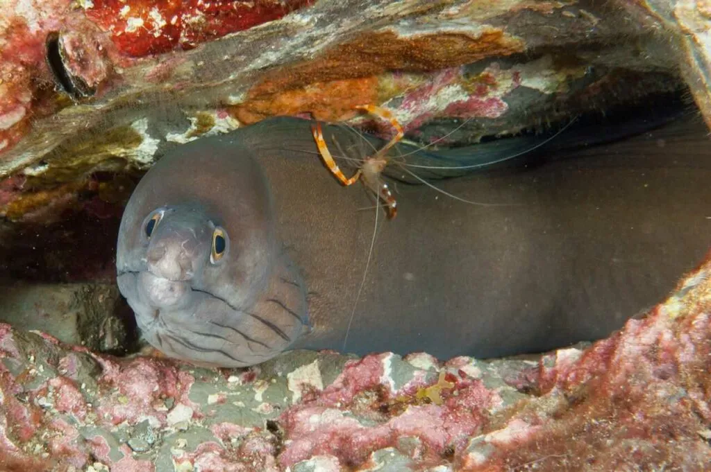 Moray