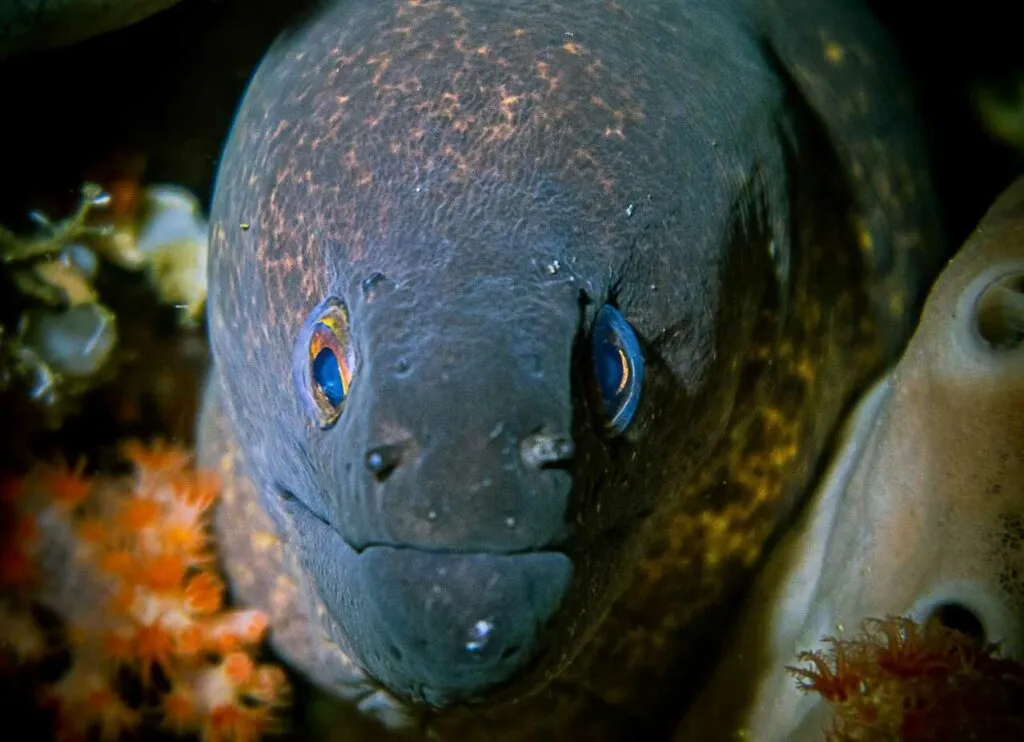 Moray