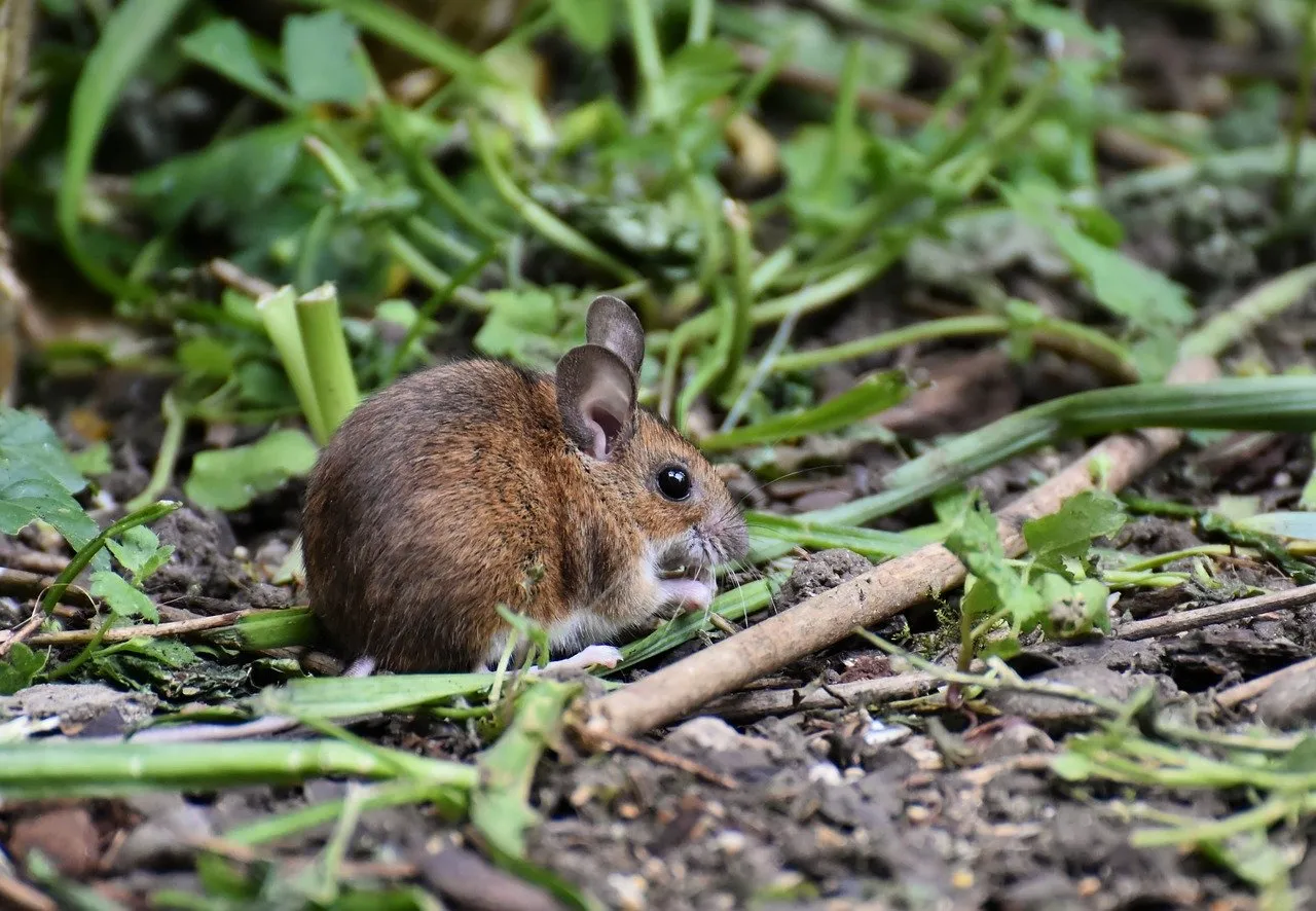 野生のネズミ