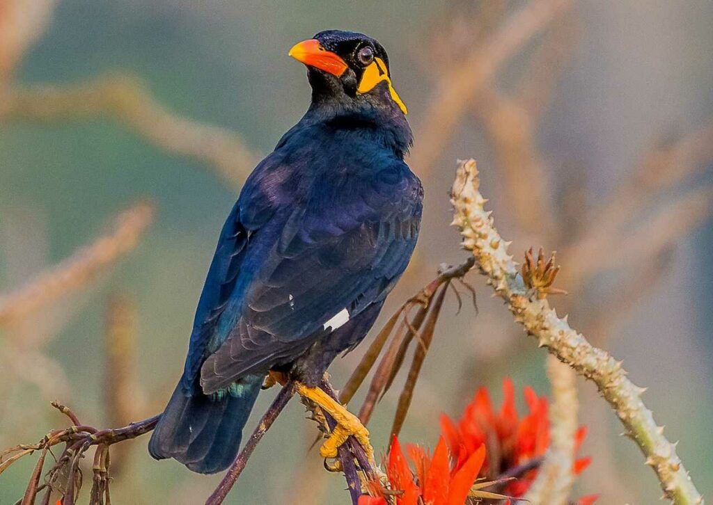 Myna Bird