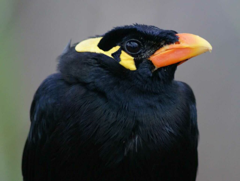 Myna Bird