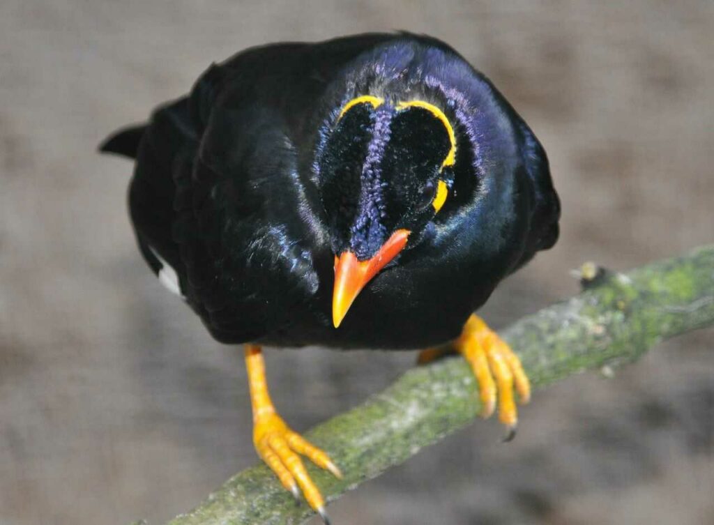 Myna Bird