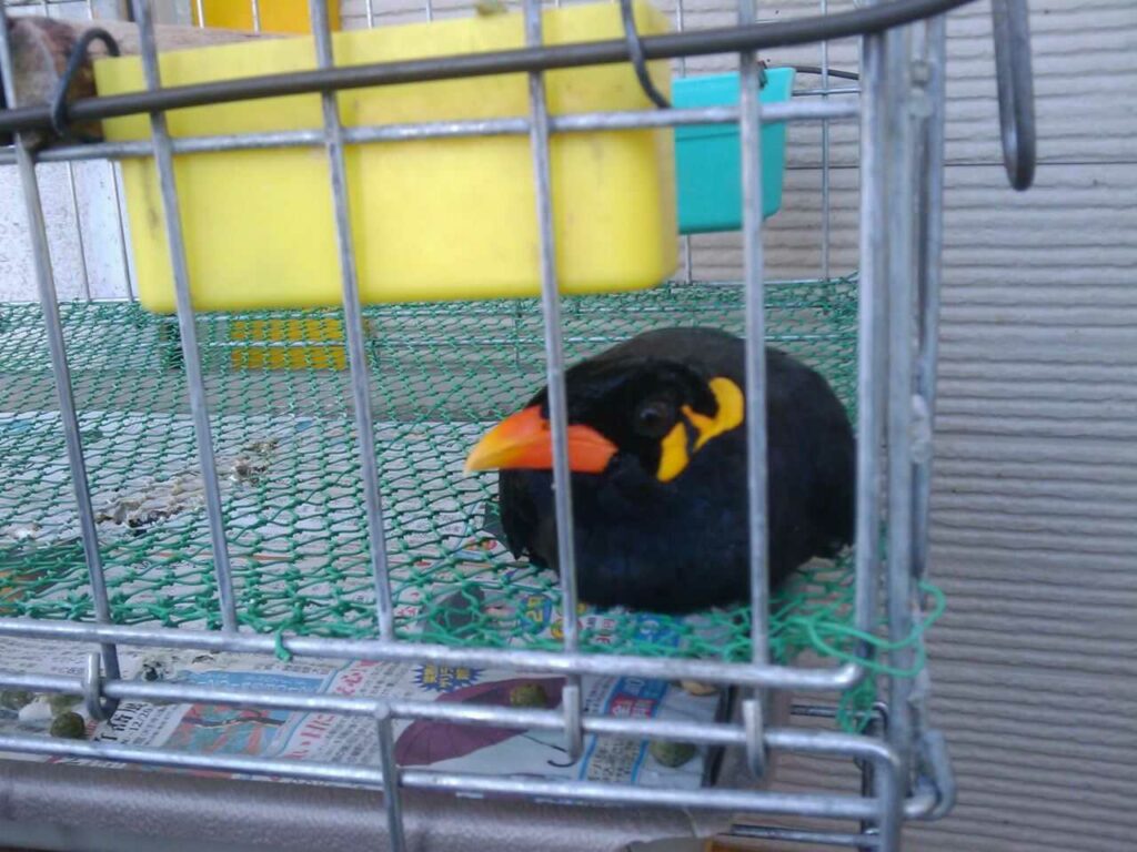 Myna Bird