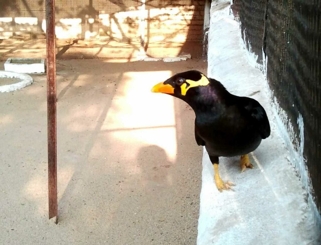 Myna Bird