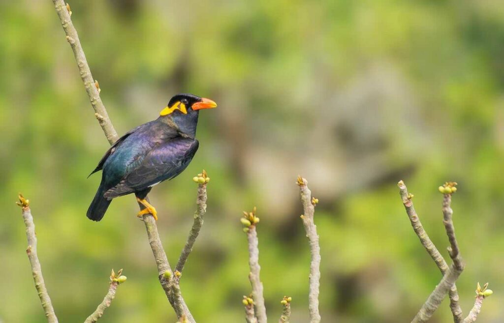 Myna Bird