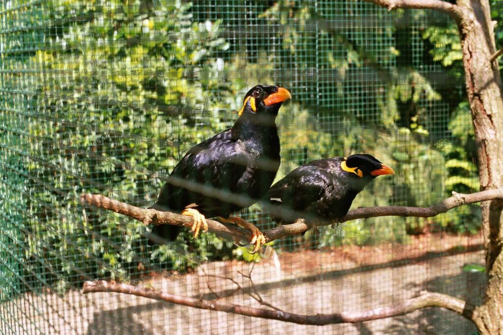 Myna Bird