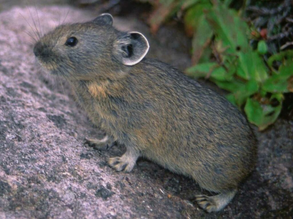 Northern Pika