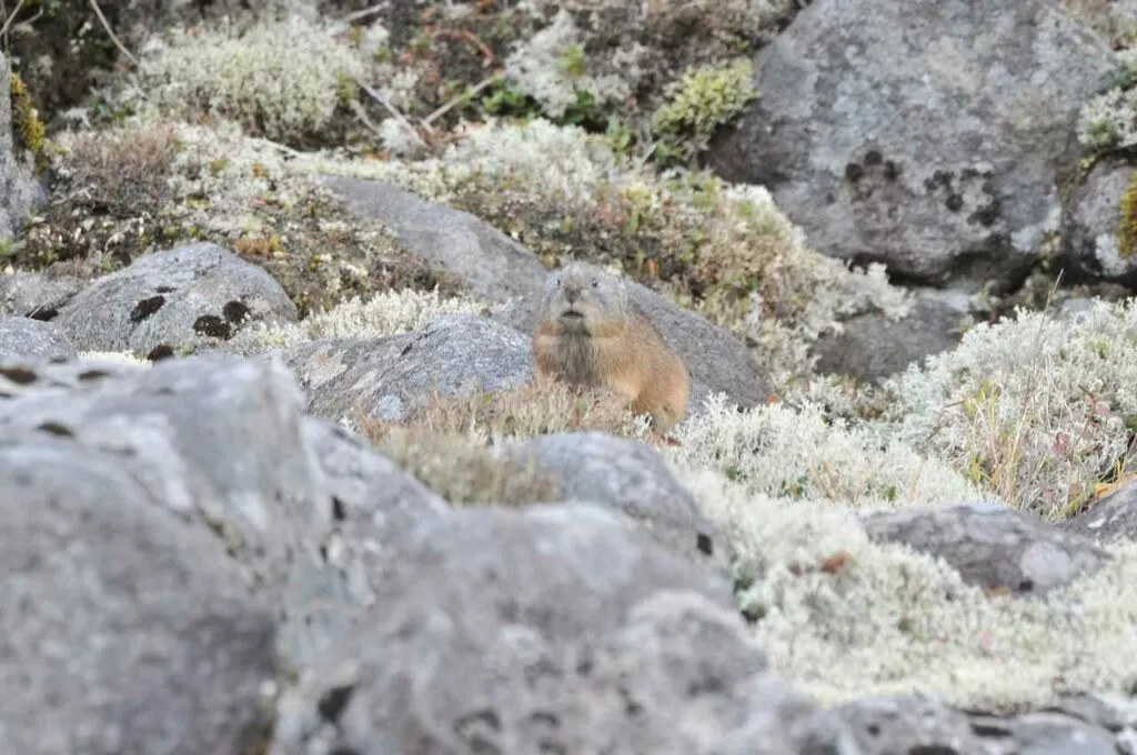 Northern Pika