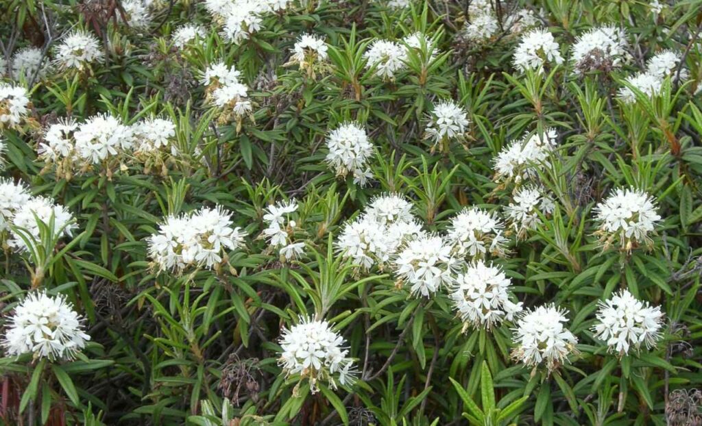 高山植物の花