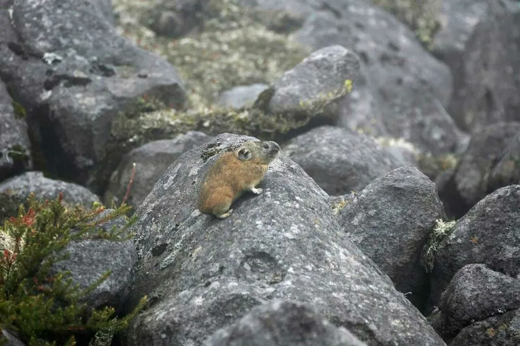 エゾナキウサギ