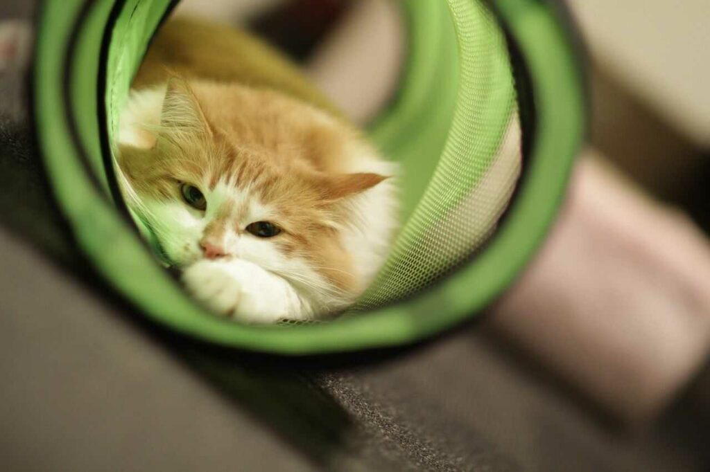 Norwegian Forest Cat