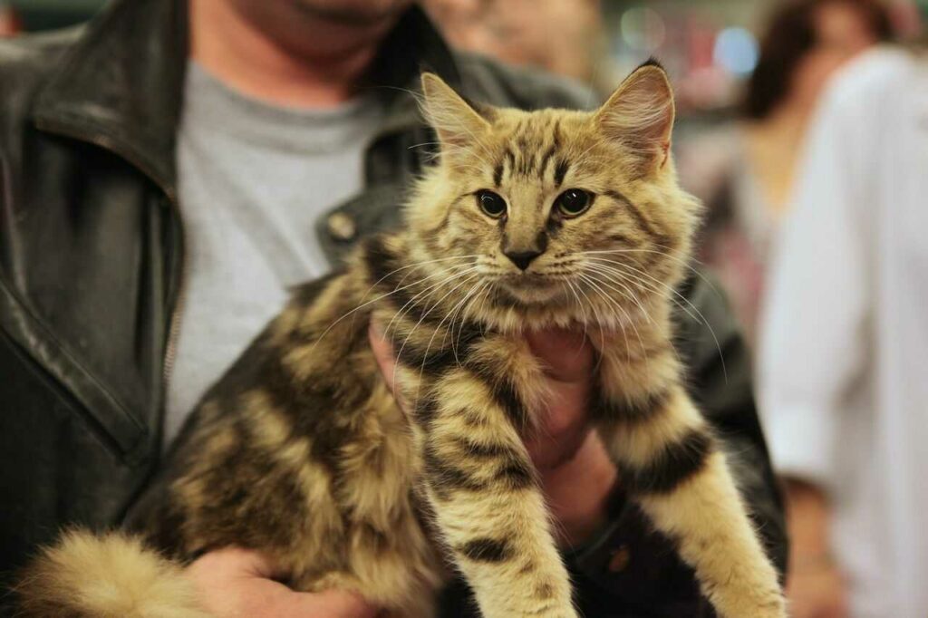 Norwegian Forest Cat