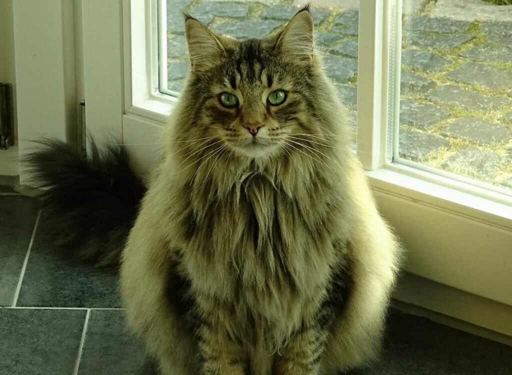 Norwegian Forest Cat