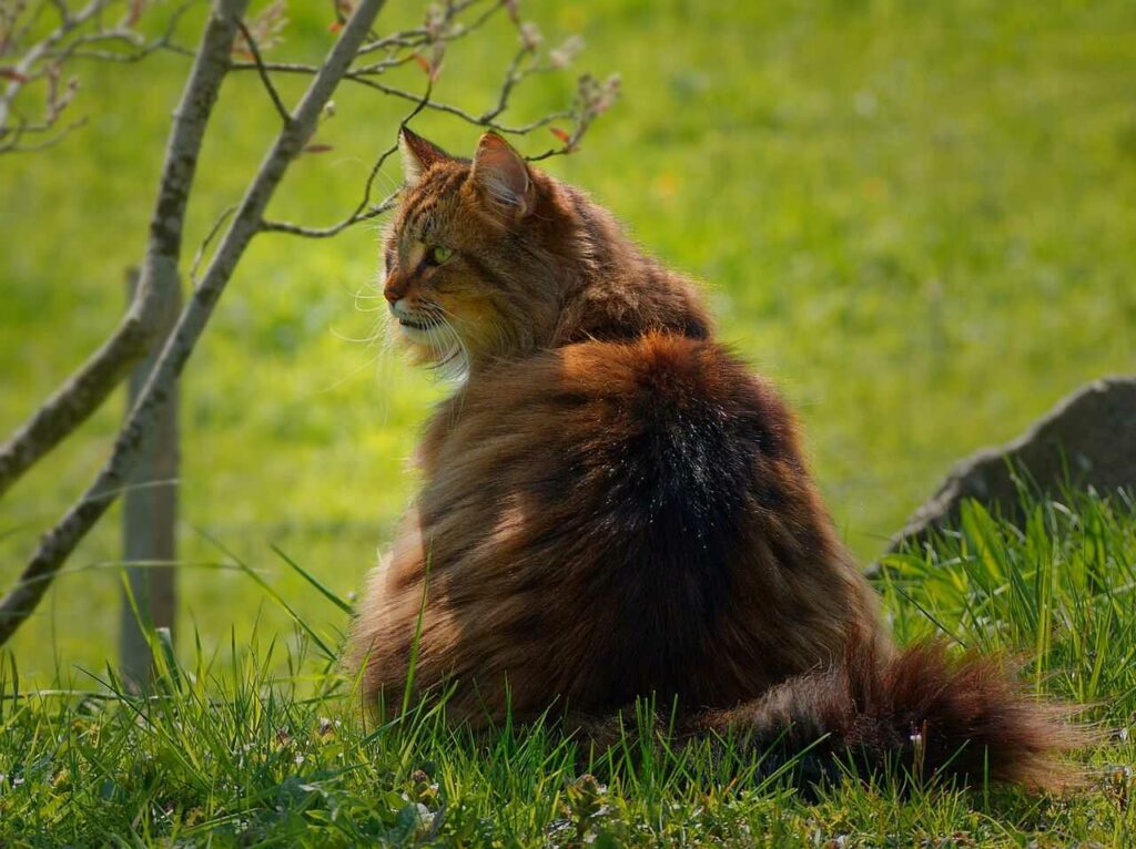 Norwegian Forest Cat