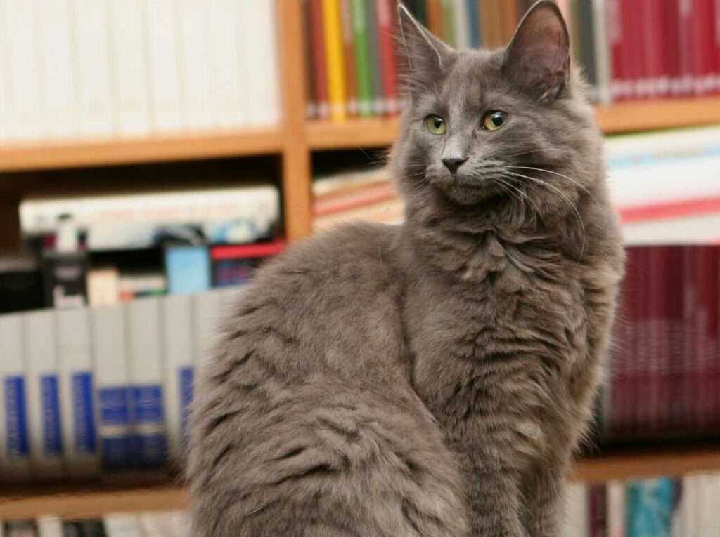 Norwegian Forest Cat