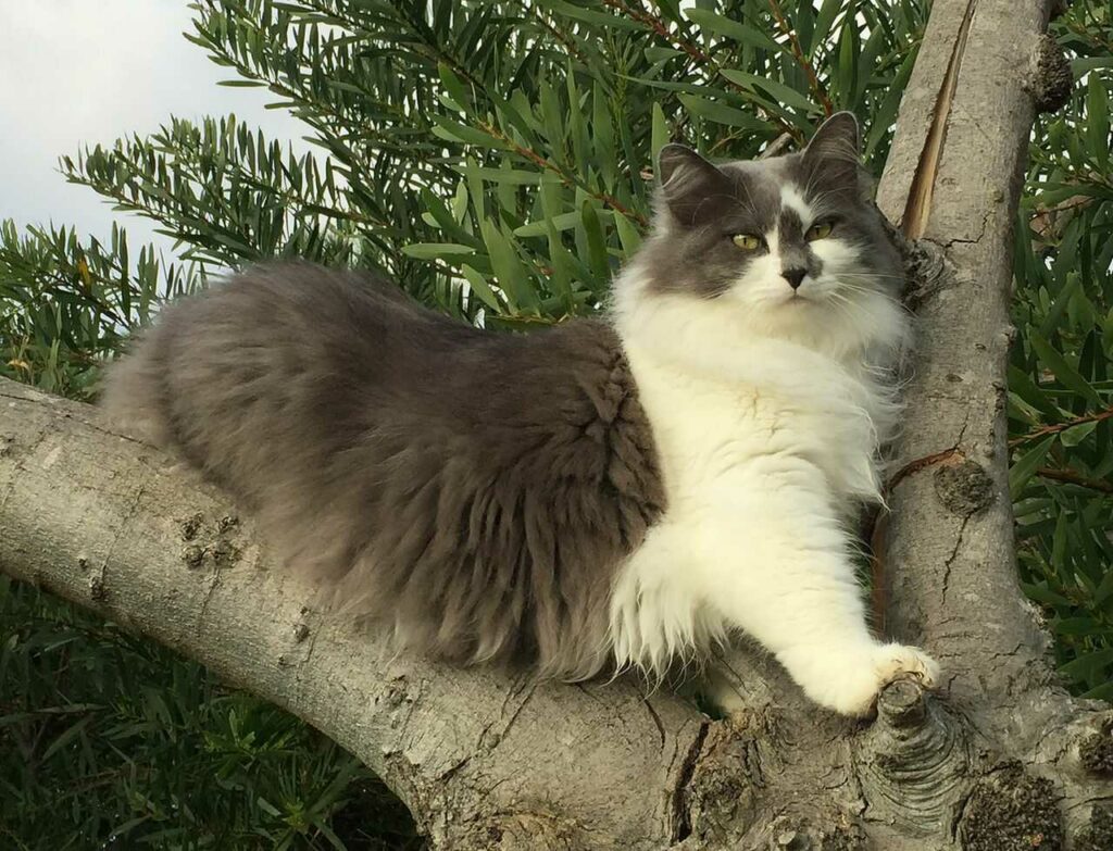 Norwegian Forest Cat