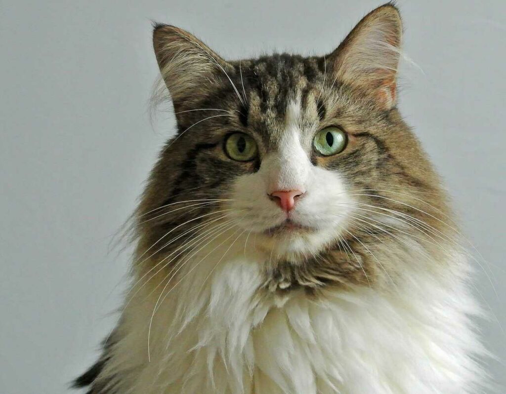 Norwegian Forest Cat