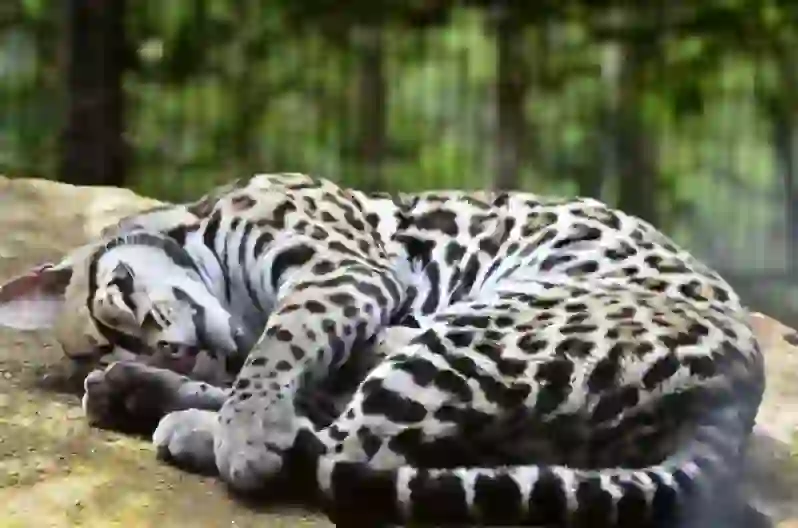 Ocelot