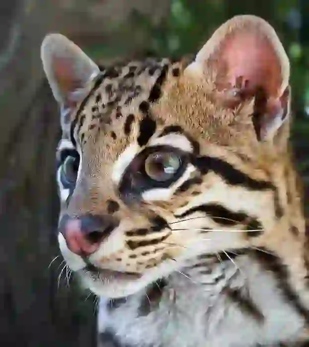 Ocelot