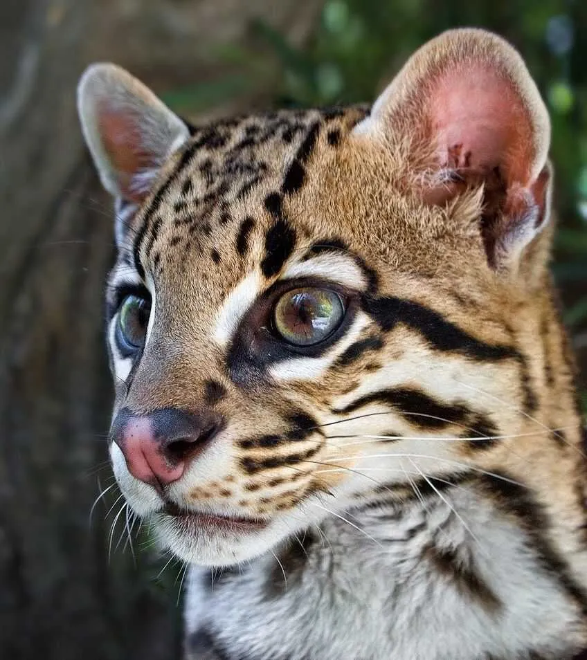 Ocelot