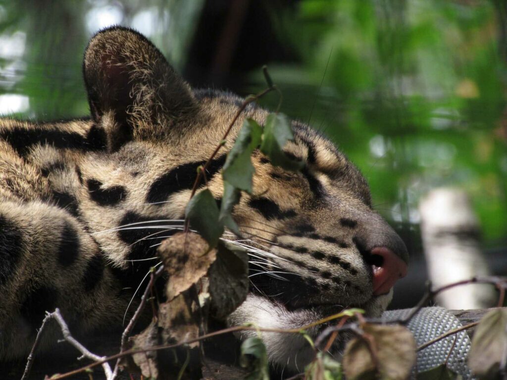 Ocelot