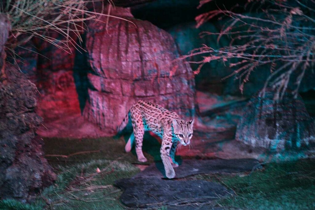 Ocelot