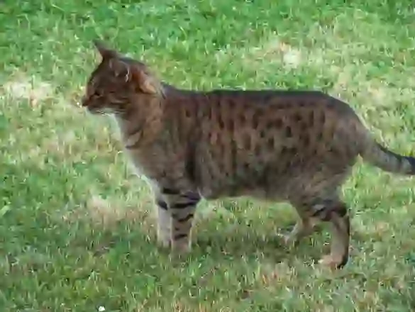 Ocicat