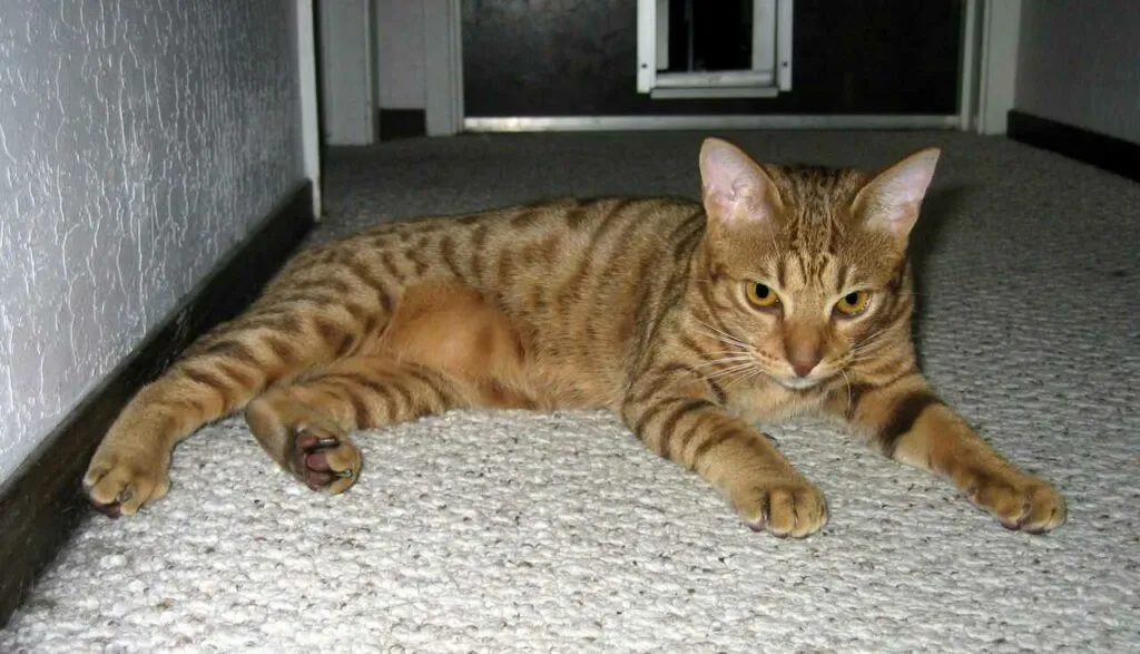 Ocicat