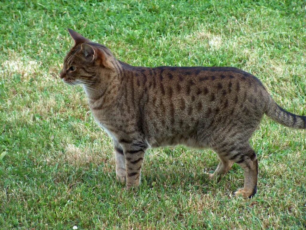 オシキャット