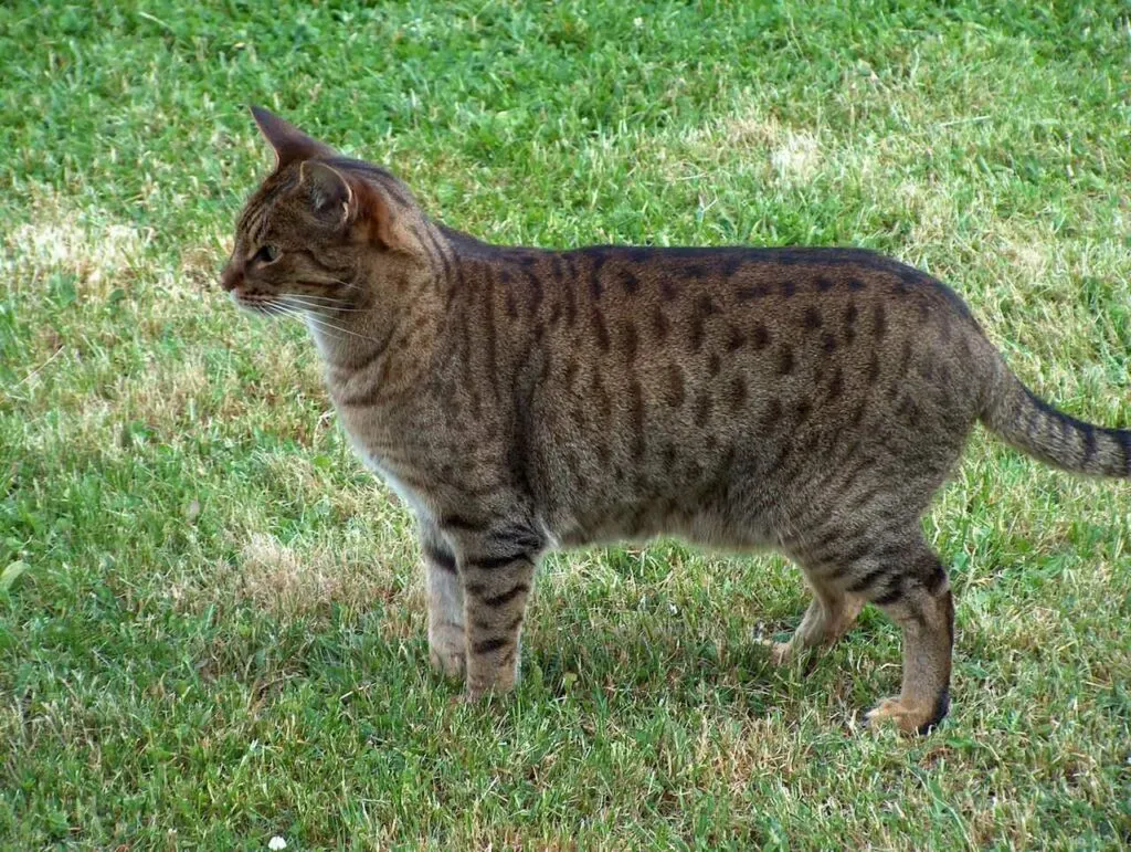 オシキャット