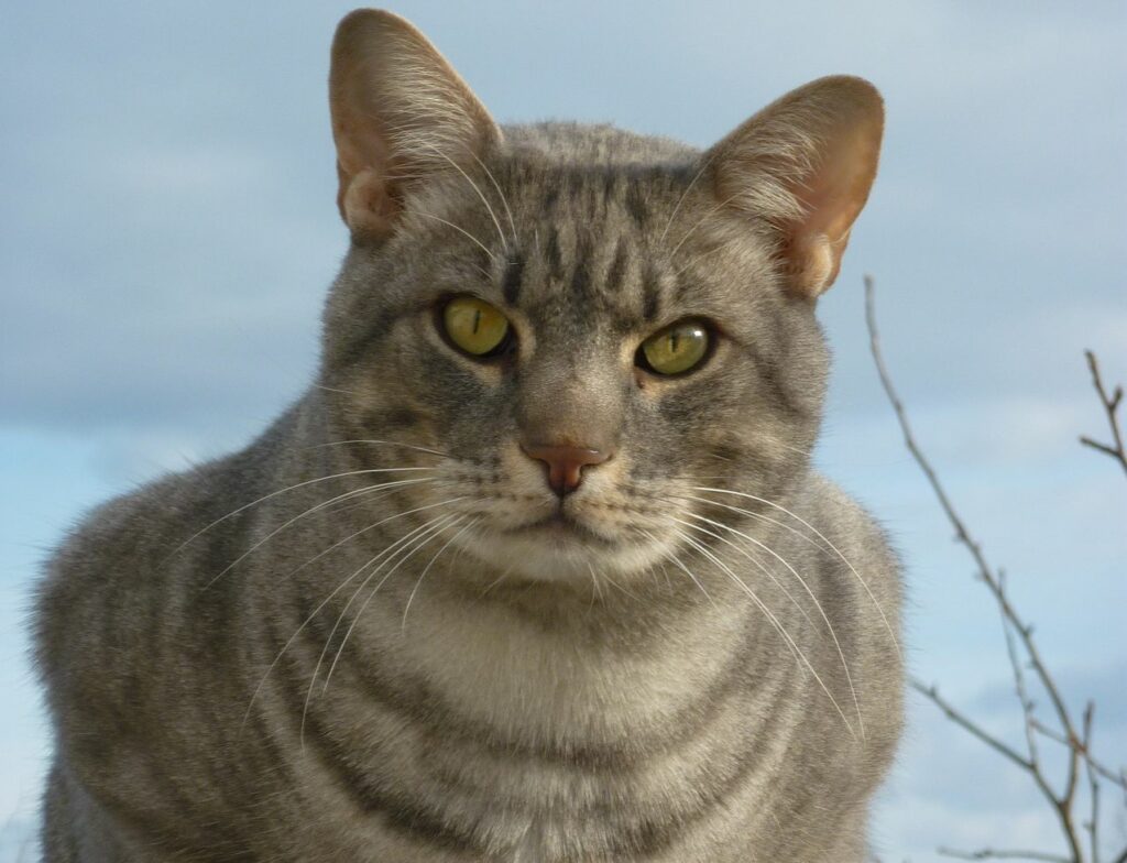 オシキャット