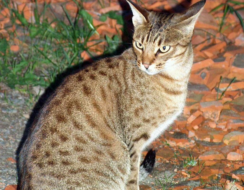 Ocicat